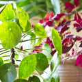 Air Filtering Plants: Can They Really Clean Your Air Naturally?