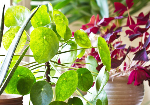 Air Filtering Plants: Can They Really Clean Your Air Naturally?